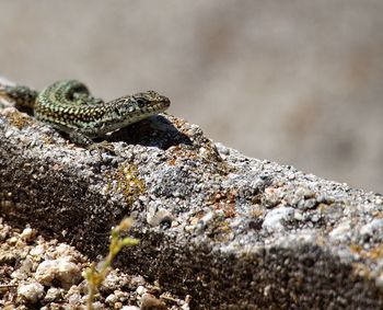 Close-up of iberolacerta cyreni on rock during sunny day