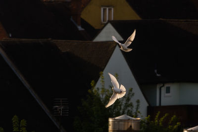 Bird flying over a building. two white doves over colchester rooftops in first rays of sunlight.