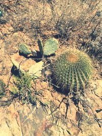 Plants growing on rocks