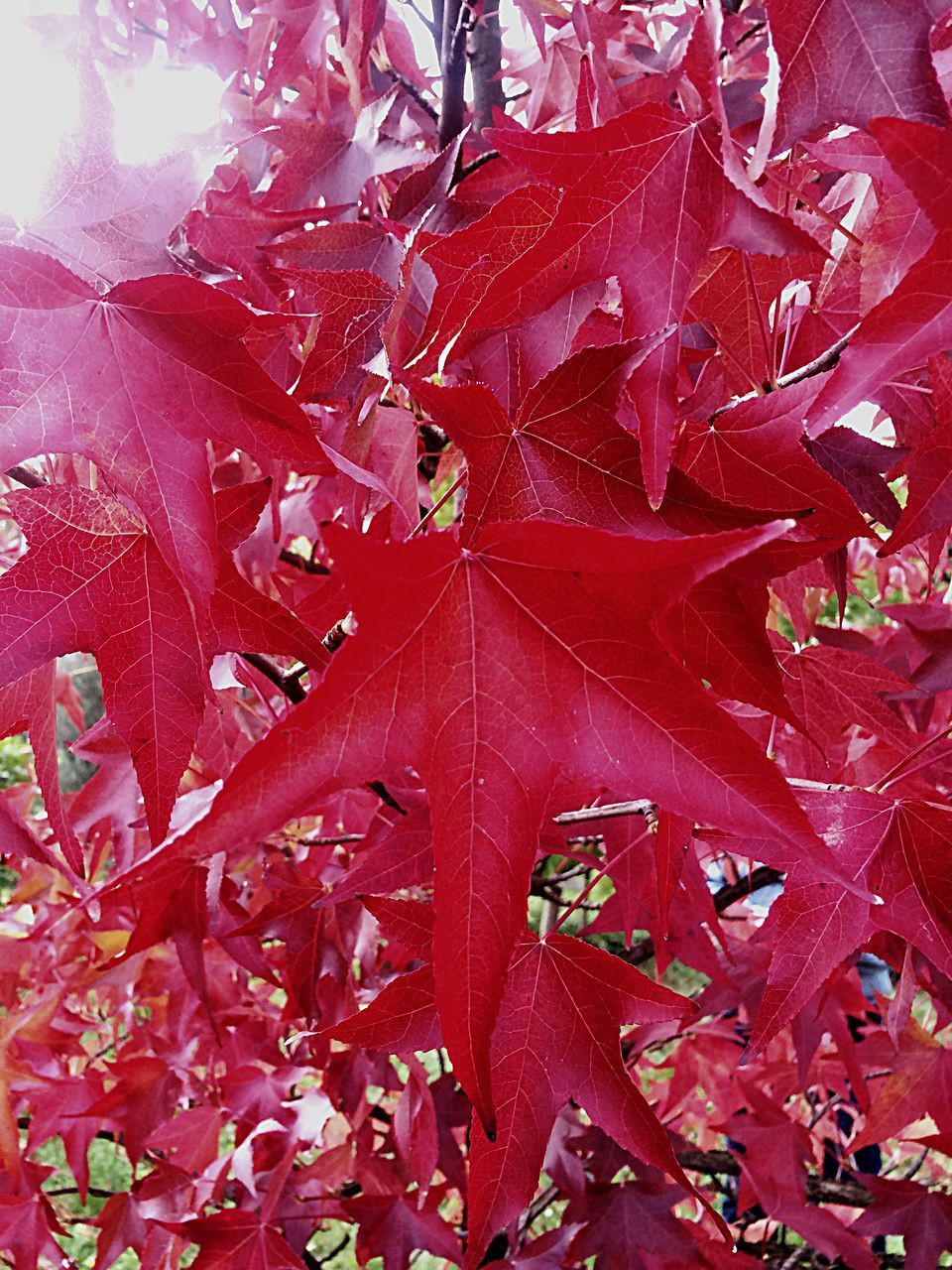 red, no people, full frame, close-up, backgrounds, maple leaf, day, red color, indoors, nature, flag