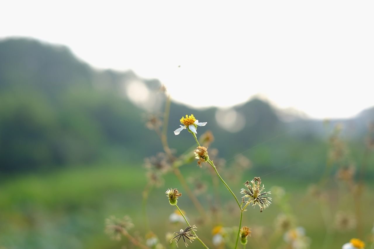 flower, freshness, growth, fragility, focus on foreground, yellow, beauty in nature, nature, plant, clear sky, selective focus, close-up, petal, blooming, stem, copy space, field, flower head, outdoors, wildflower