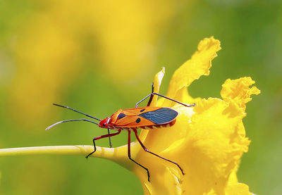 Close-up of insect perching on yellow flower