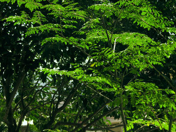 View of green leaves