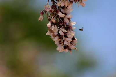 Close-up of bee on flower