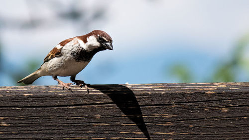 Close-up of sparrow perching on wooden plank
