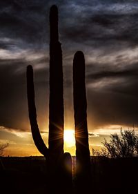 Low angle view of silhouette cactus against sky during sunset