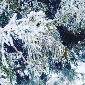 Close-up of frozen tree