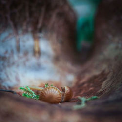 Close-up of plant growing on tree trunk