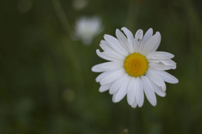 Close-up of white flower