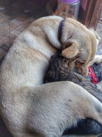 Close-up of puppy sleeping