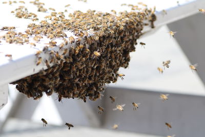 Close-up of bees