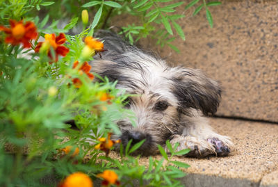 High angle view of puppy relaxing on grass