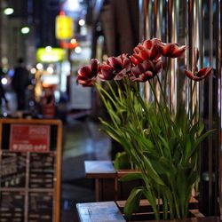 Maroon flowers blooming by glass wall at night