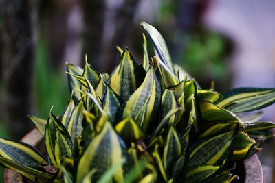 Close-up of fresh green leaves