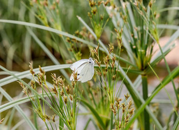 grass