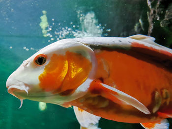 Close up view of beautiful and giant japanese koi carp fish.