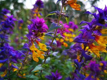 Close-up of bee on purple flowering plant