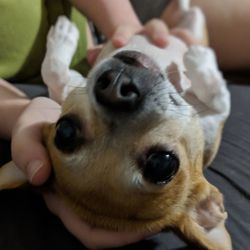 Close-up of hand holding dog