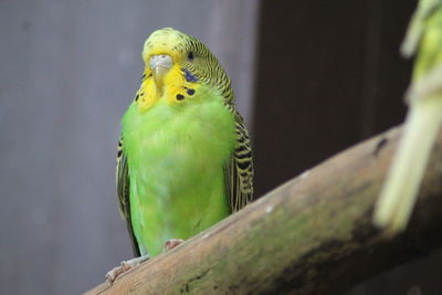 Close-up of parrot perching on branch