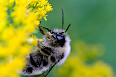 Close-up of bee pollinating flower