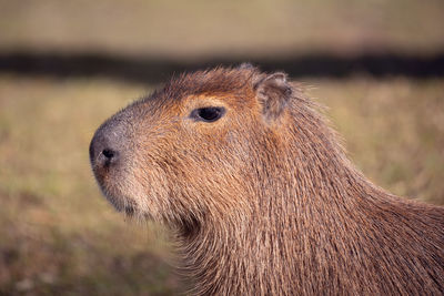 Close-up of an animal on field