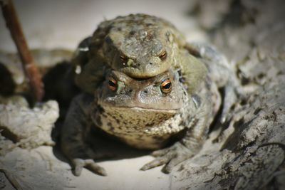 Close-up of frog on rock