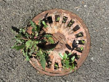 High angle view of plants growing on street