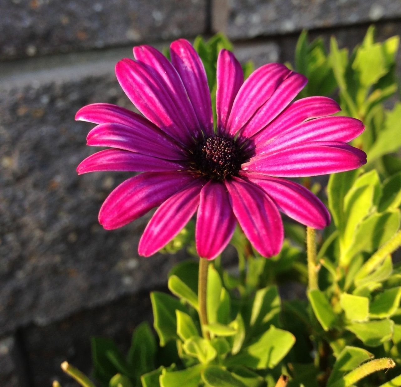 flower, petal, freshness, flower head, fragility, growth, close-up, beauty in nature, blooming, pink color, single flower, focus on foreground, plant, nature, pollen, in bloom, purple, day, blossom, outdoors