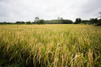 Scenic view of agricultural field against sky