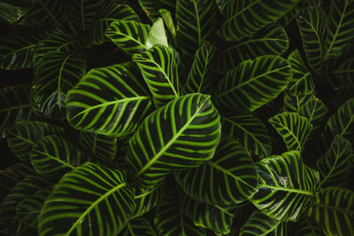 Full frame shot of green leaves