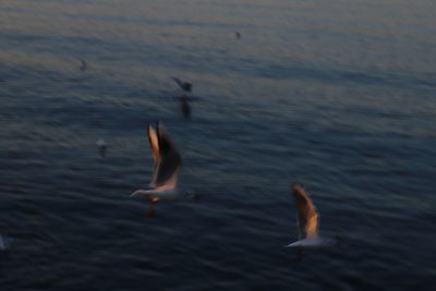 Seagulls flying over sea