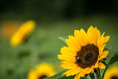 Close-up of bee pollinating on sunflower