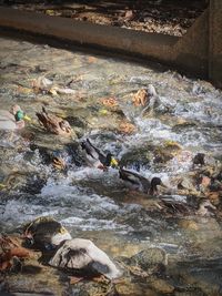 High angle view of swimming in river