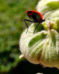 Close-up of insect on flower