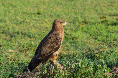 Bird perching on a field