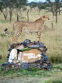 Full length side view of cheetah standing on rock