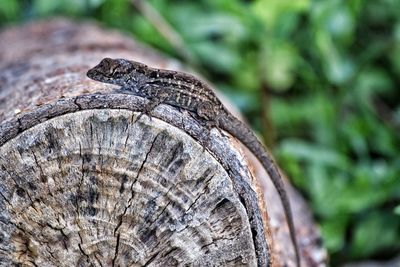 Close-up of lizard on wood