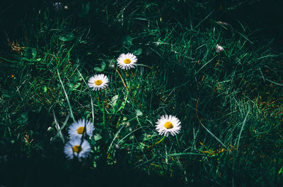 Close-up of white daisy flowers on field