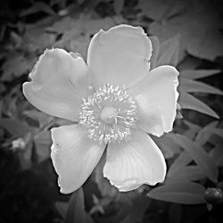 Close-up of flower