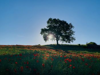 Scenic view of flowering trees on field against sky