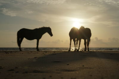 Silhouette horse on beach against sky during sunset