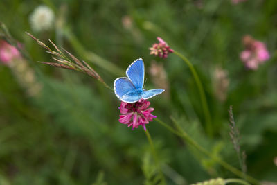 Close-up of butterfly on purple flower