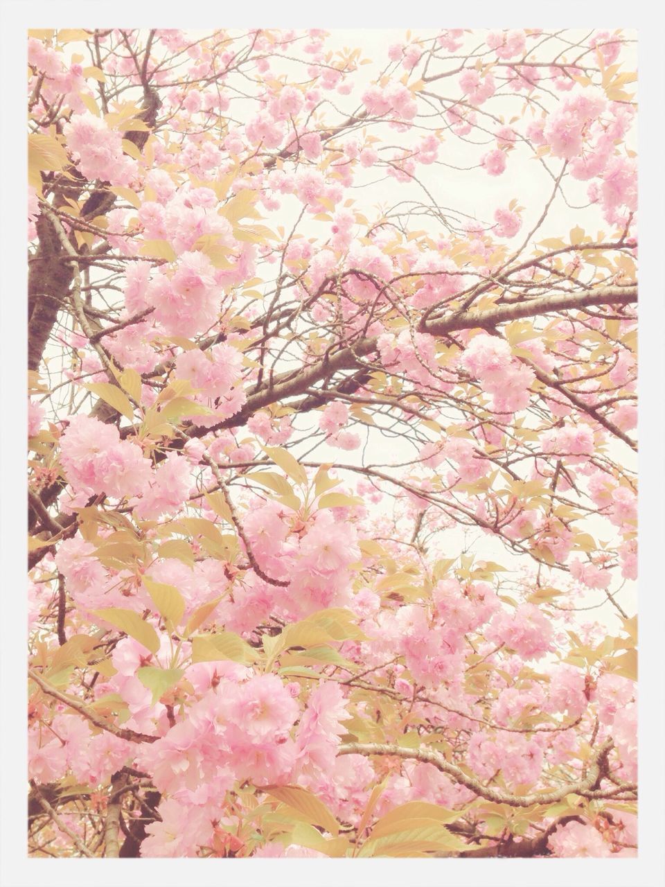 flower, tree, branch, freshness, pink color, growth, beauty in nature, low angle view, blossom, fragility, nature, cherry blossom, cherry tree, pink, springtime, in bloom, sky, auto post production filter, blooming, transfer print