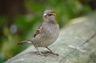 Close-up of bird perching outdoors