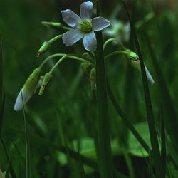 Close-up of white flowers