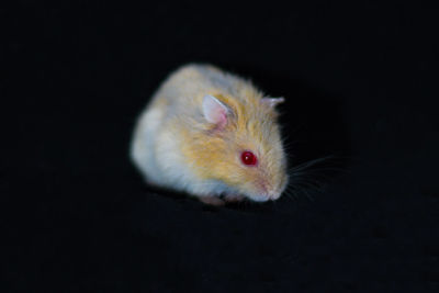 Close-up of an animal against black background