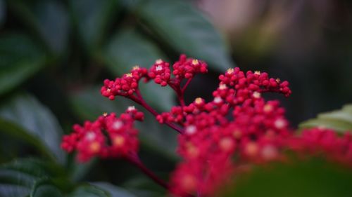 Close-up of red flowering plant