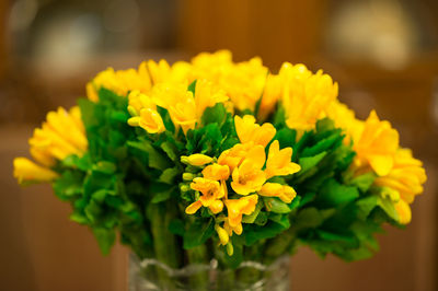 Close-up of yellow flower