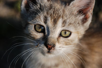 Close-up portrait of kitten 