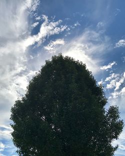 Low angle view of tree against sky